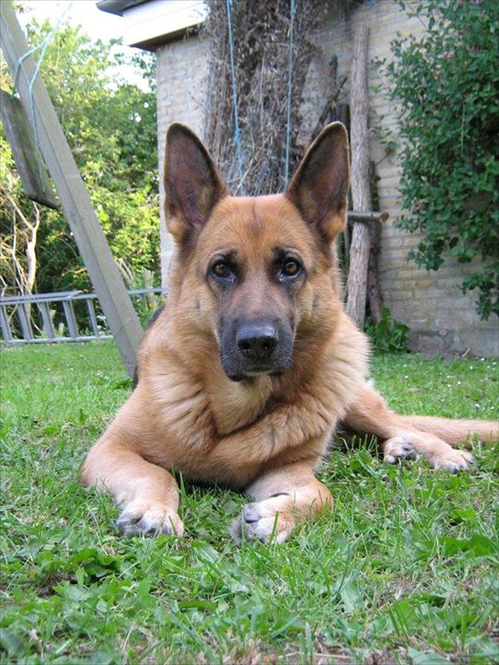 Schæferhund Thaia  billede 1