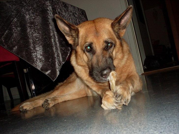 Schæferhund Thaia  billede 2