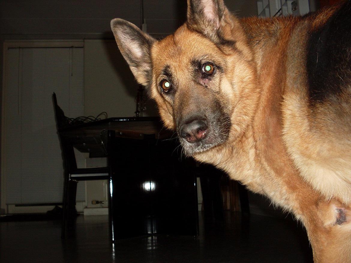 Schæferhund Thaia  billede 3