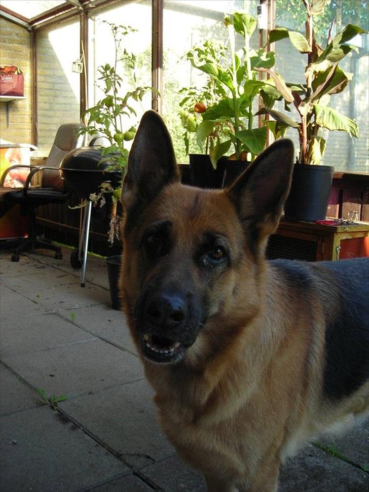 Schæferhund Thaia  billede 4