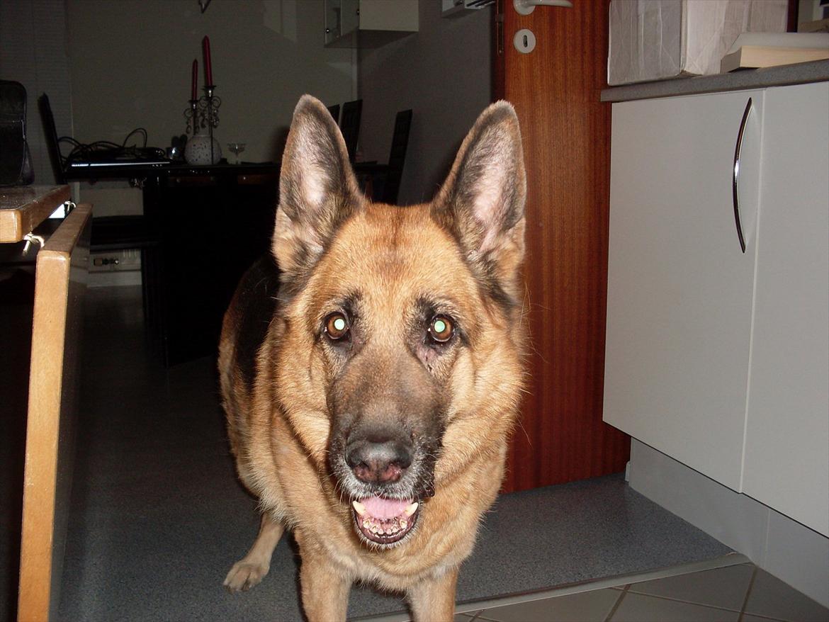 Schæferhund Thaia  billede 5