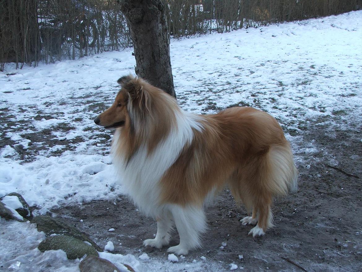 Collie langhåret Tvingsfields Kiss Me Now (Aiko) - Om morgen d.7/2 - 2012  billede 14