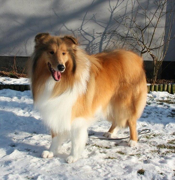 Collie langhåret Tvingsfields Kiss Me Now (Aiko) - Aiko ny vasket d. 9/2 - 2012 billede 15