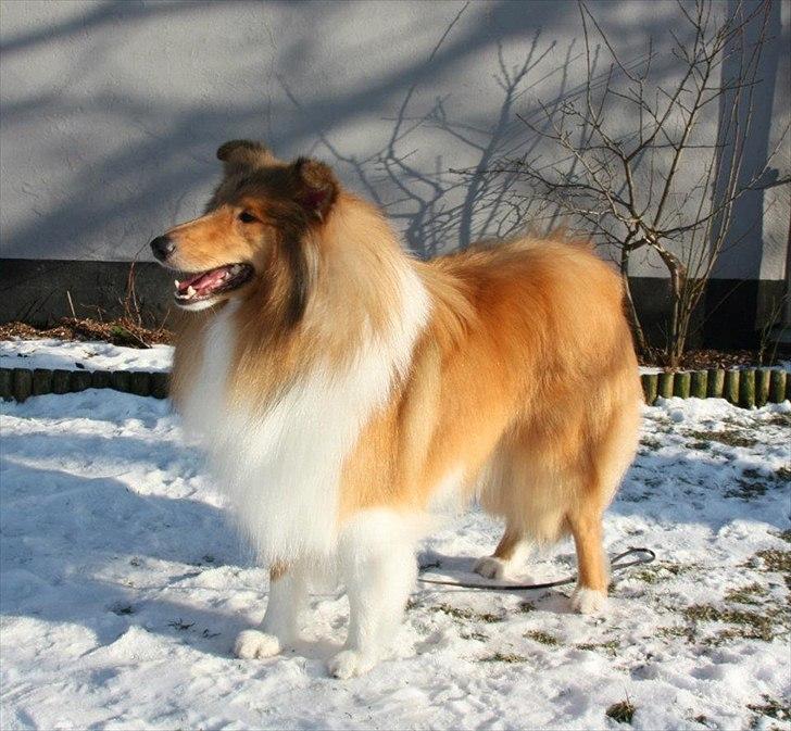 Collie langhåret Tvingsfields Kiss Me Now (Aiko) billede 16
