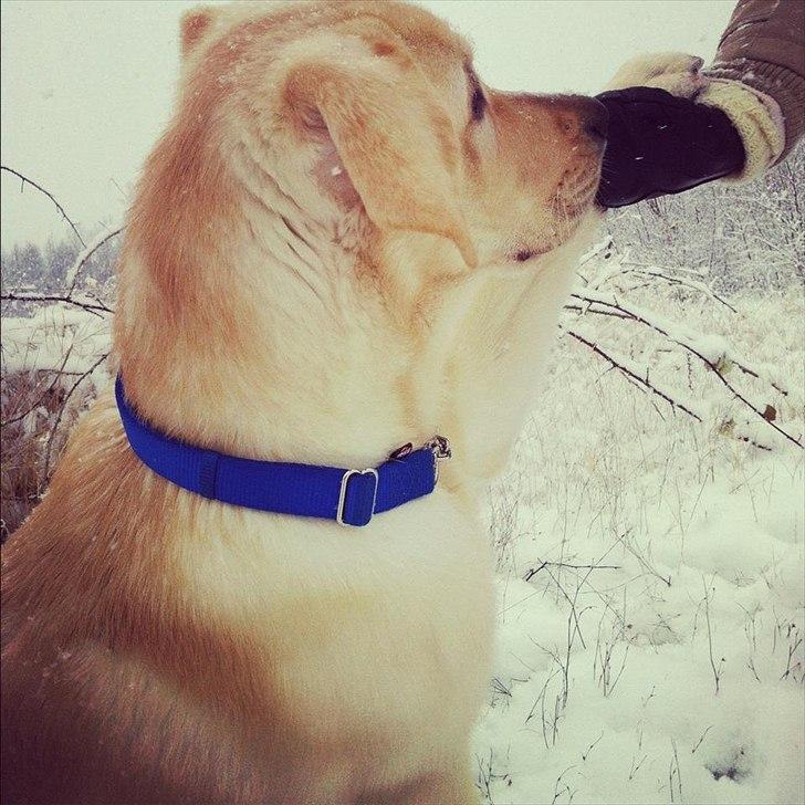 Blanding af racer Balou/Nanoq - Min dygtige lille Balou basse har lært at pote. billede 16