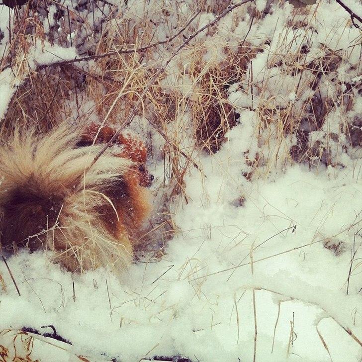 Pomeranian Topsy's Addie R.i.p - snemonster Addie billede 19