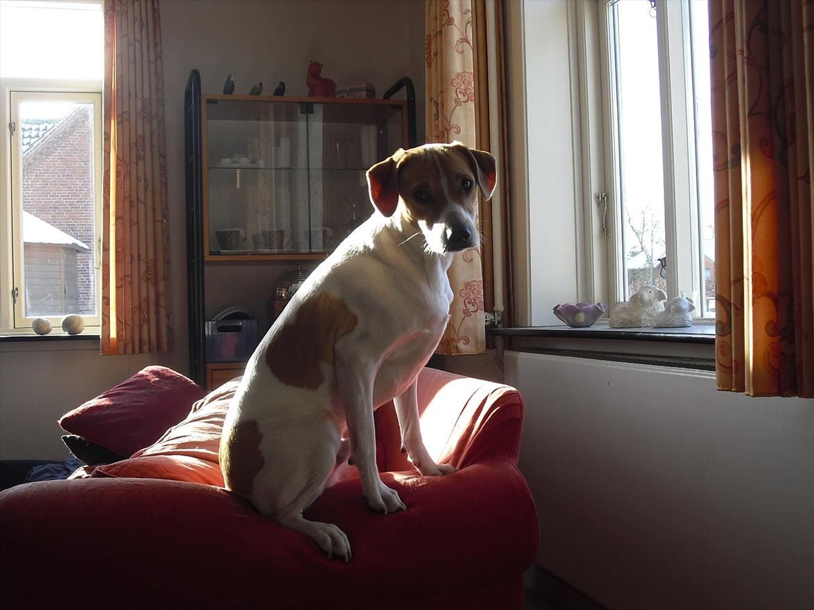 Blanding af racer Joey Moe - Ja, hundesofaen er jo må-alt-landet og så skal man da også sidde på armlænet. billede 11