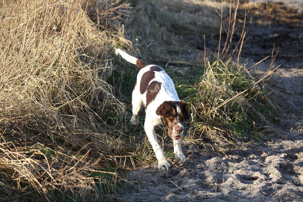 Blanding af racer Sally billede 16