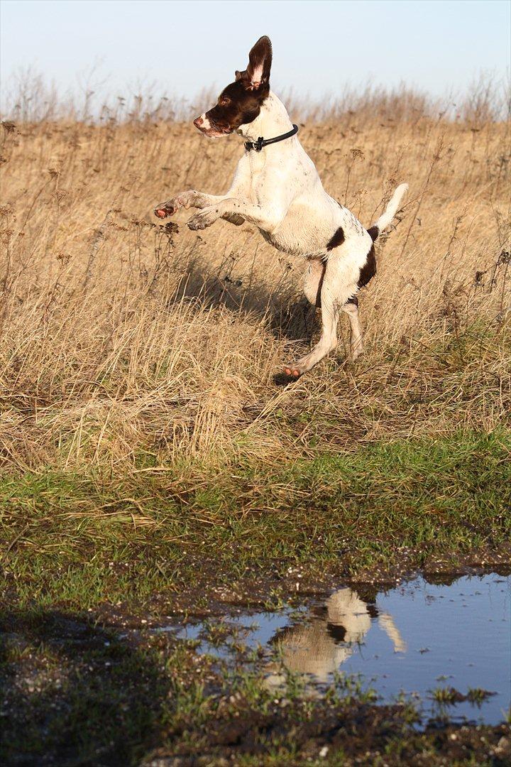 Blanding af racer Sally billede 17