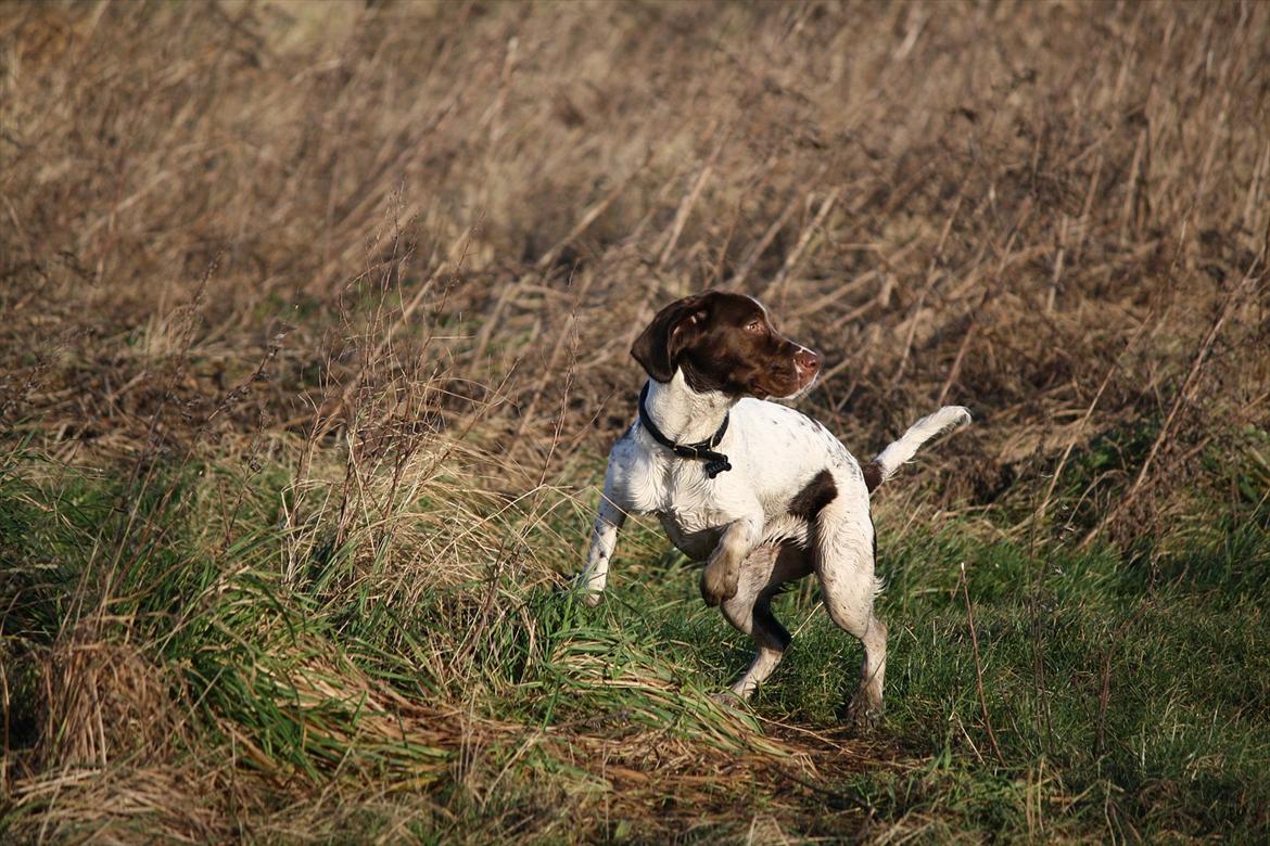 Blanding af racer Sally billede 1