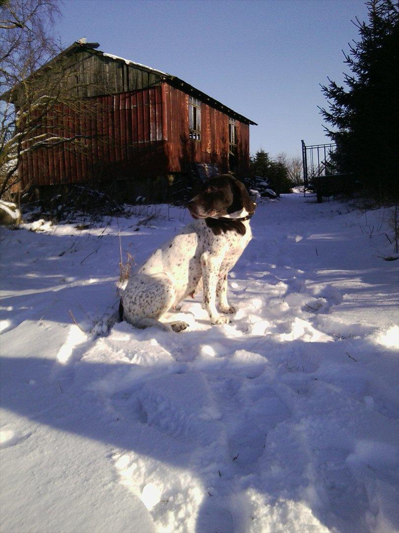 Gammel dansk hønsehund Celine billede 18