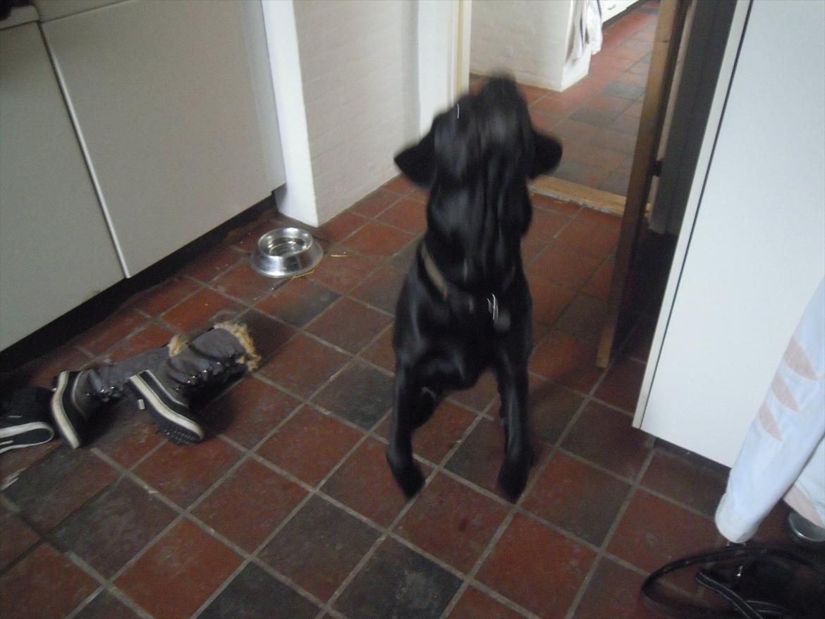 Labrador retriever Max - Ved godt at det er lidt sløret, men synes stadig at det er sødt :D billede 13