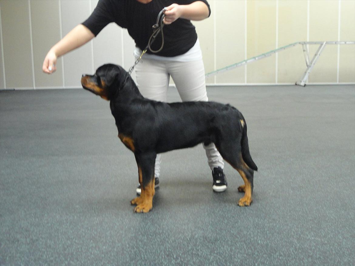 Rottweiler Heitah's Ziko billede 5