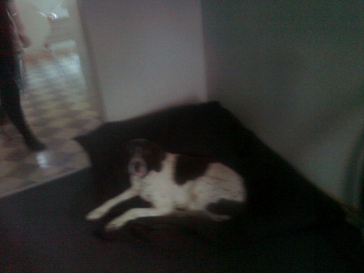 Gammel dansk hønsehund Enya R.I.P billede 13