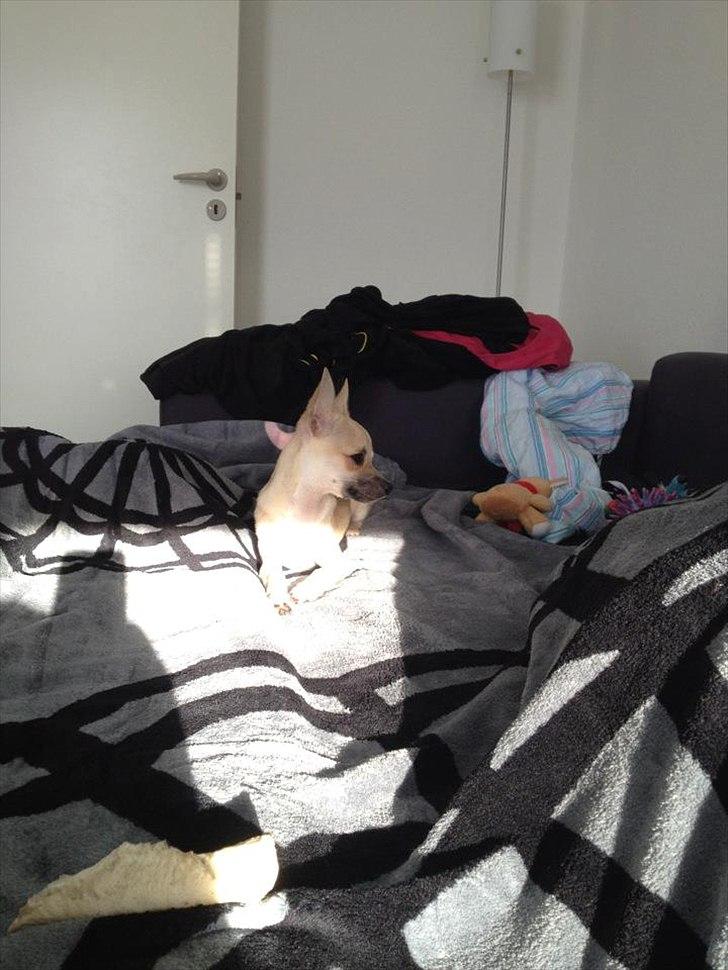 Blanding af racer Eddie. - Soler mig lige lidt.. billede 13