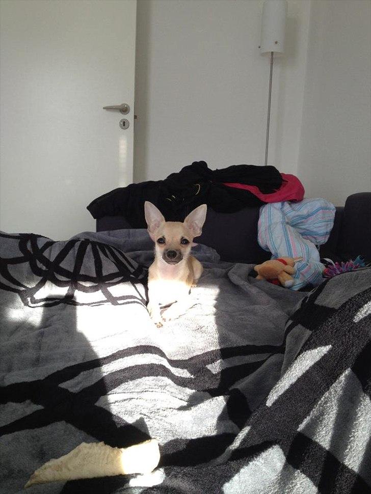 Blanding af racer Eddie. - Soooool!  billede 14