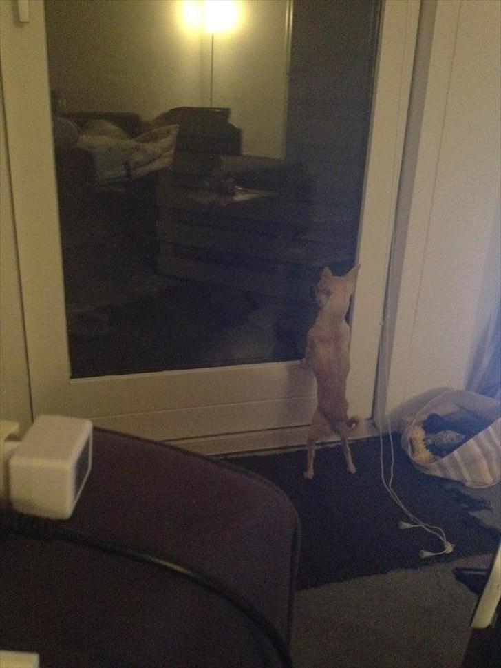 Blanding af racer Eddie. - se mor, jeg har lært at give tegn til jeg skal ud! :)  billede 15