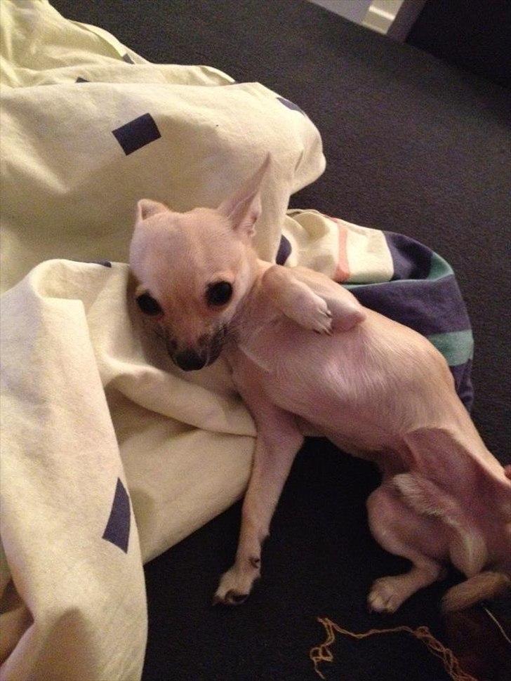 Blanding af racer Eddie. - Nus mig :) billede 17