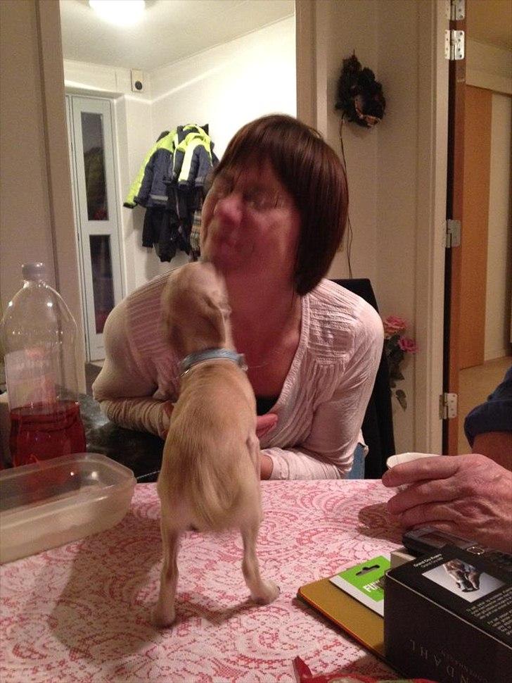 Blanding af racer Eddie. - Mysser bedstemor. billede 18