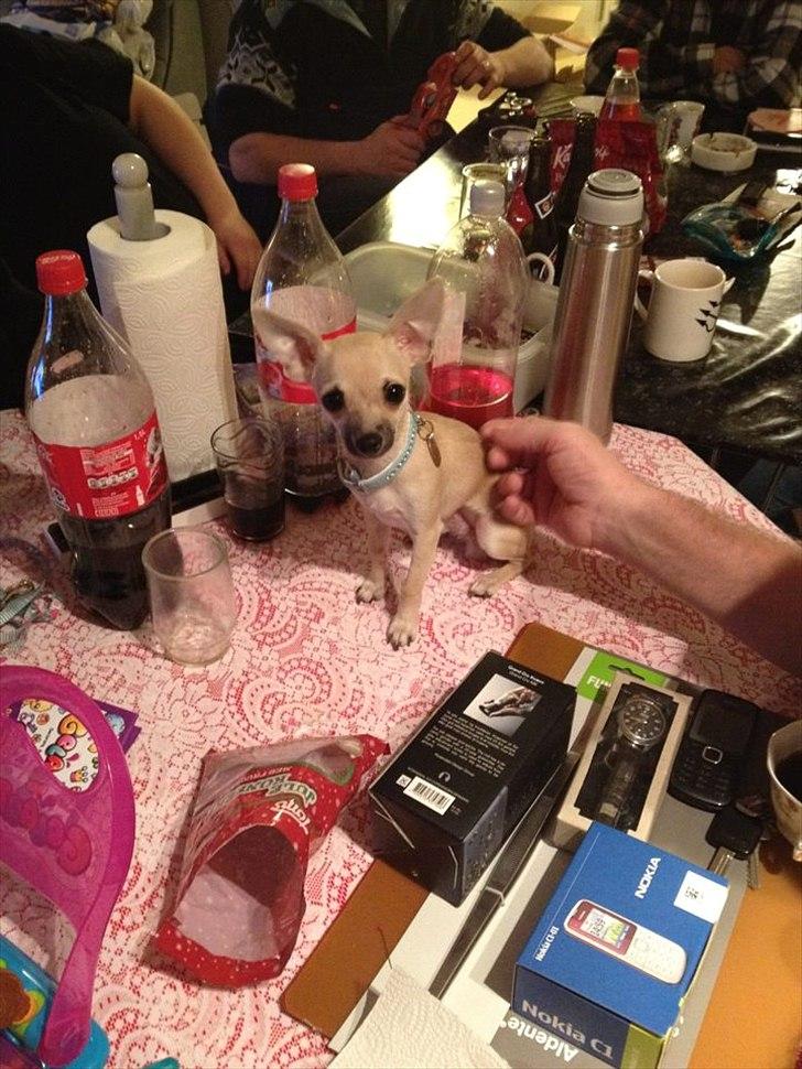 Blanding af racer Eddie. - Jeg måtte være på bordet juleaften i lidt tid, det var sjovt :-D  billede 19