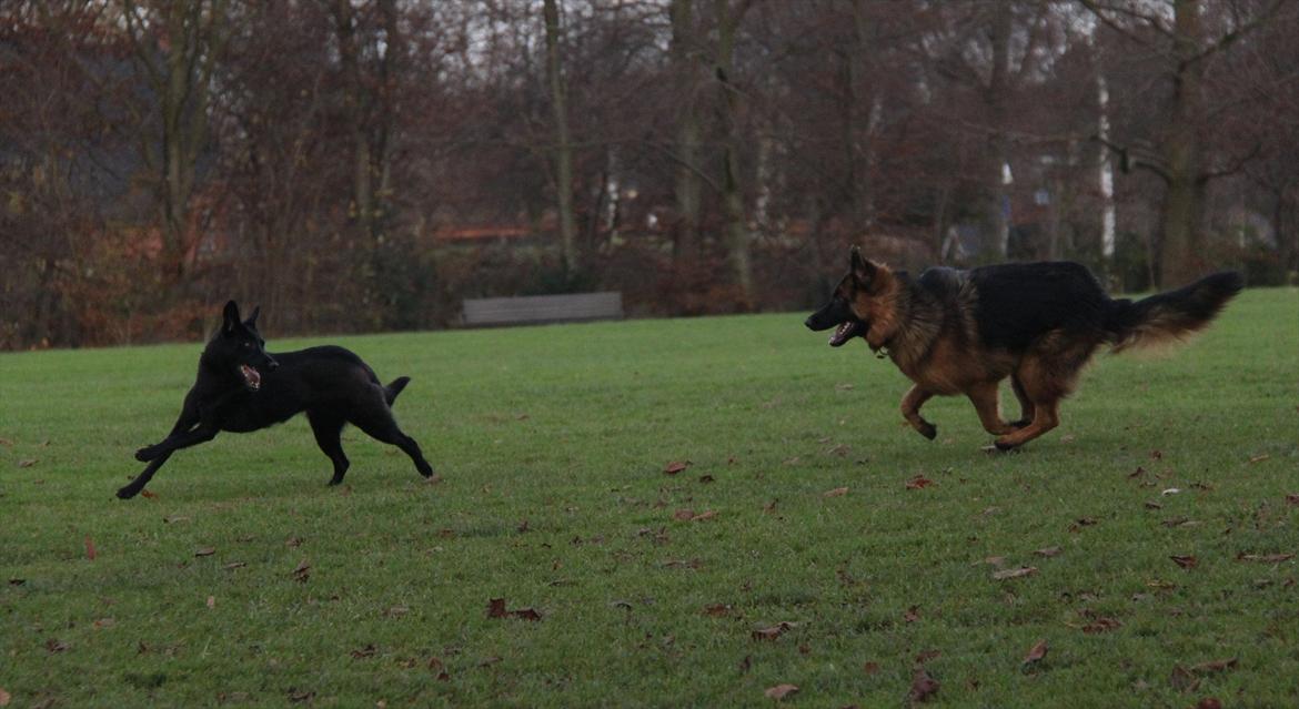 Blanding af racer Salta La Linda - Salta leger godt med Lupa ;) billede 19