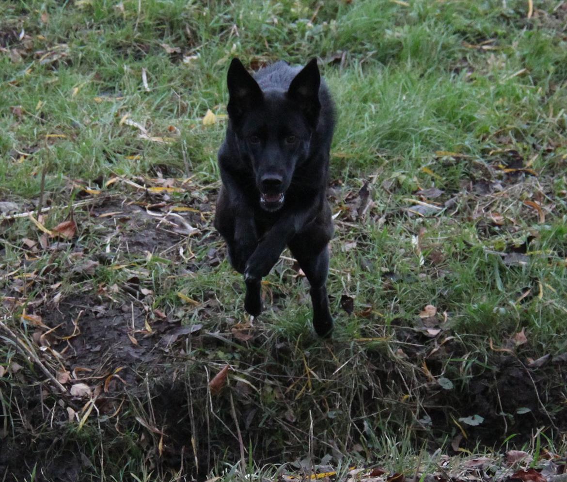 Blanding af racer Salta La Linda billede 1