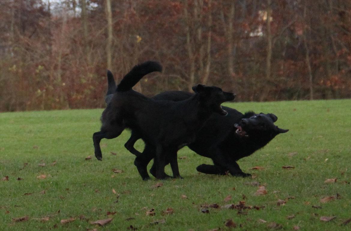 Blanding af racer Salta La Linda - Salta leger med sin sorte schæfer ven billede 20