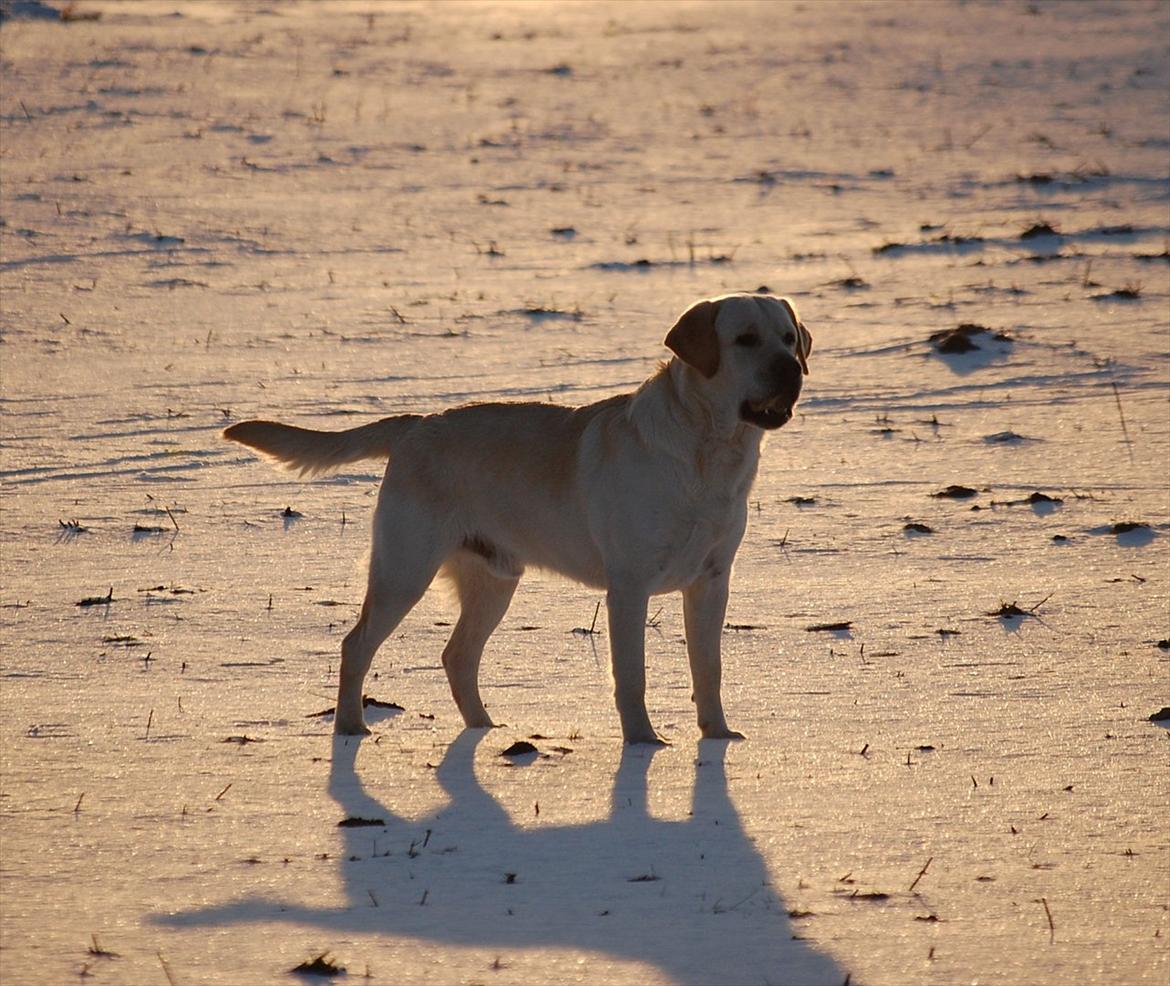 Labrador retriever Loui - Loui i vintervejrert!:) billede 18