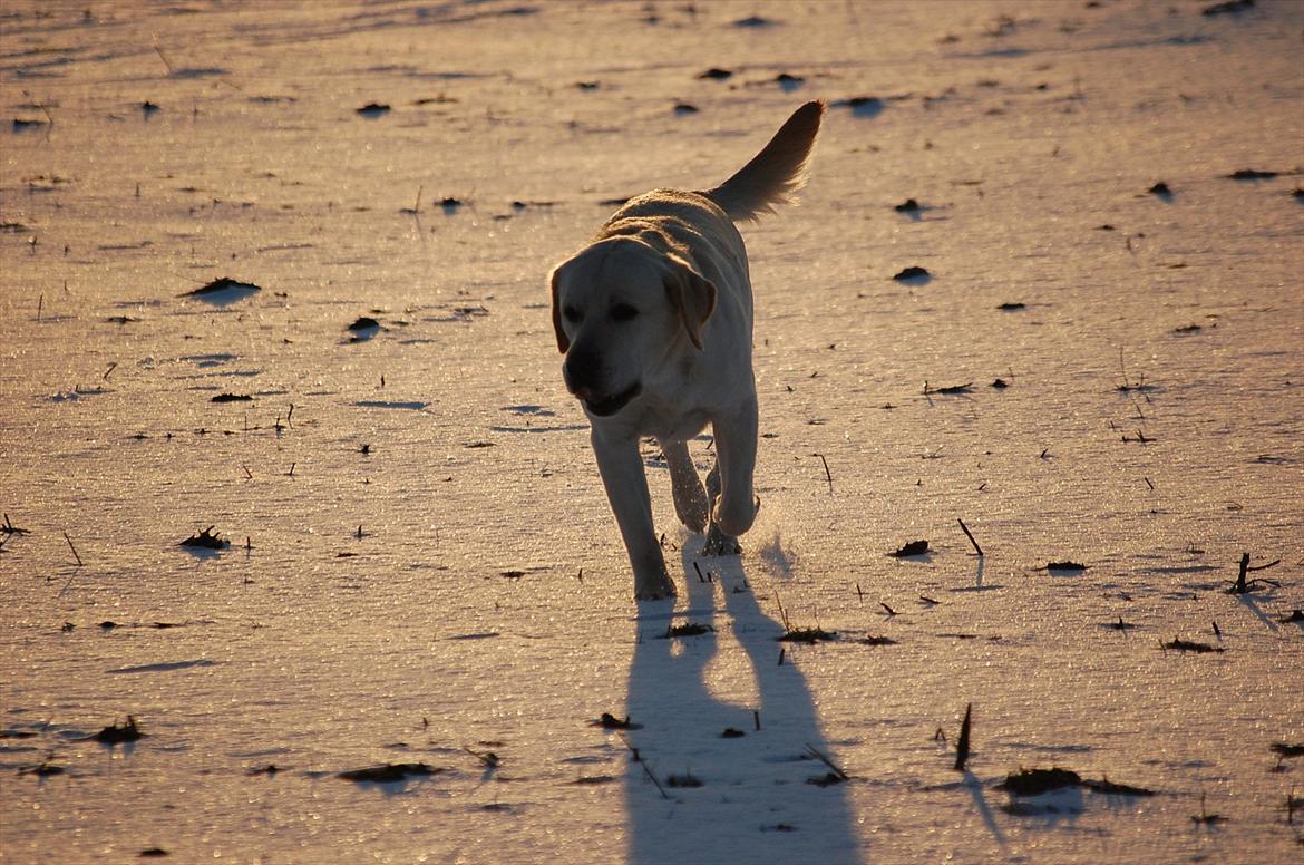 Labrador retriever Loui - Loui Nielsen!:) billede 5