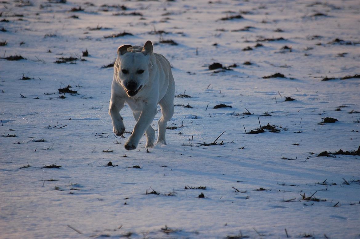 Labrador retriever Loui - Loui i fuld 4 spring !:) billede 12