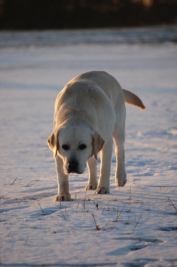 Labrador retriever Loui - Velkommen til Loui's profil !:) billede 2