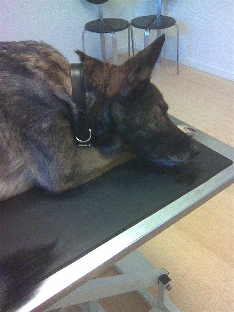 Schæferhund Ulveskovens Ofelia. (Laika). billede 6