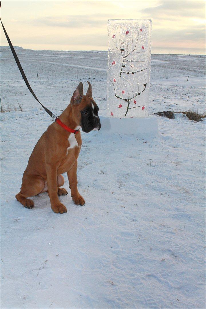 Boxer Faberge billede 6