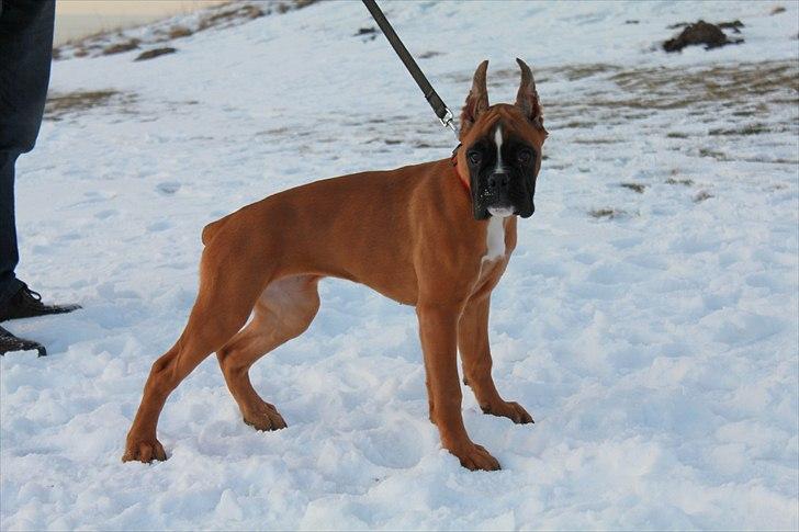 Boxer Faberge billede 7