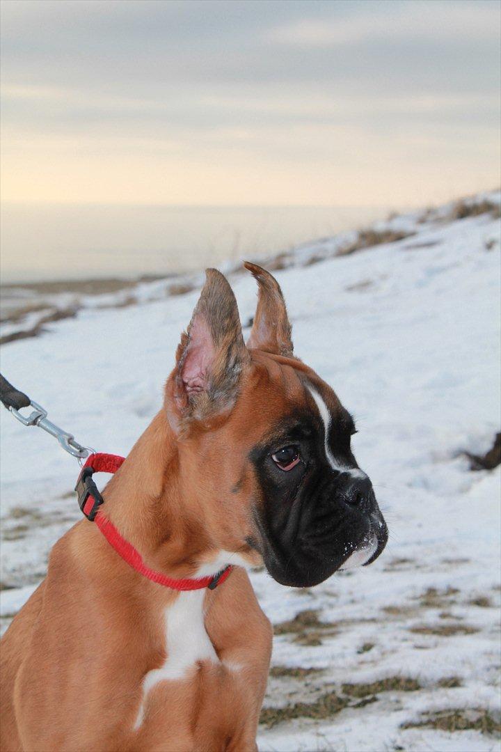 Boxer Faberge billede 8