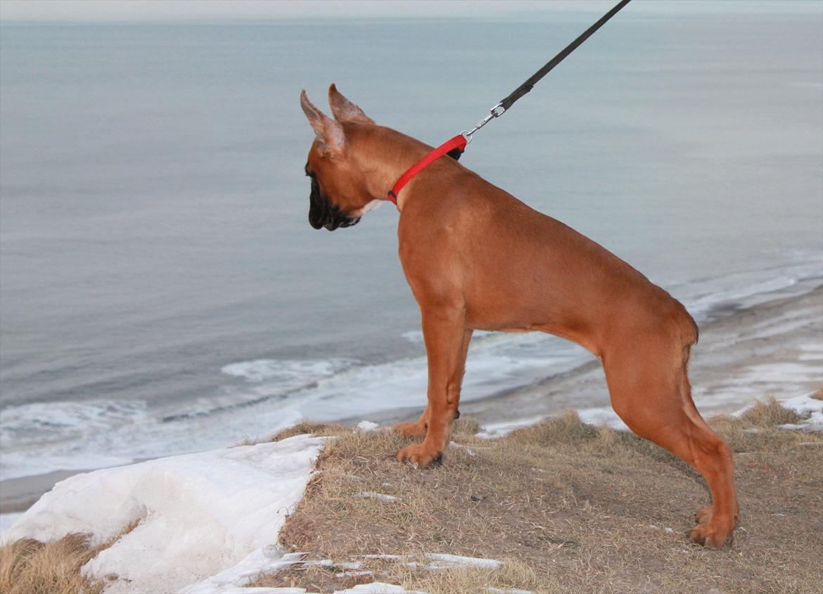 Boxer Faberge billede 9