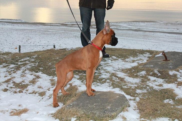 Boxer Faberge billede 10