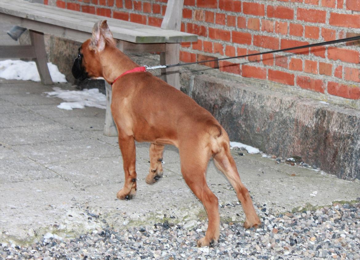 Boxer Faberge billede 11