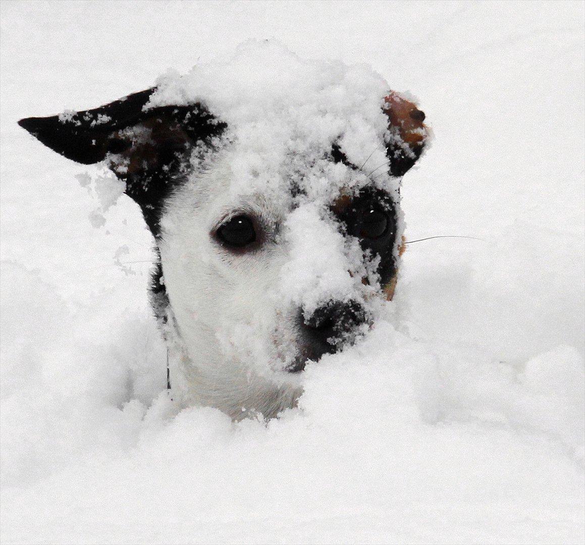 Dansk svensk gaardhund Dina - Det er altså lidt svært at finde mine bolde, under al den sne billede 16