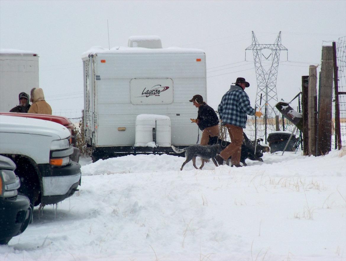Australsk cattledog Archi - getting ready to work in Colorado billede 18