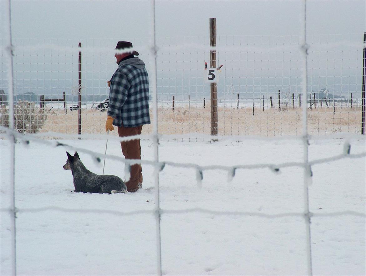 Australsk cattledog Archi - waiting...still in Colorado billede 19