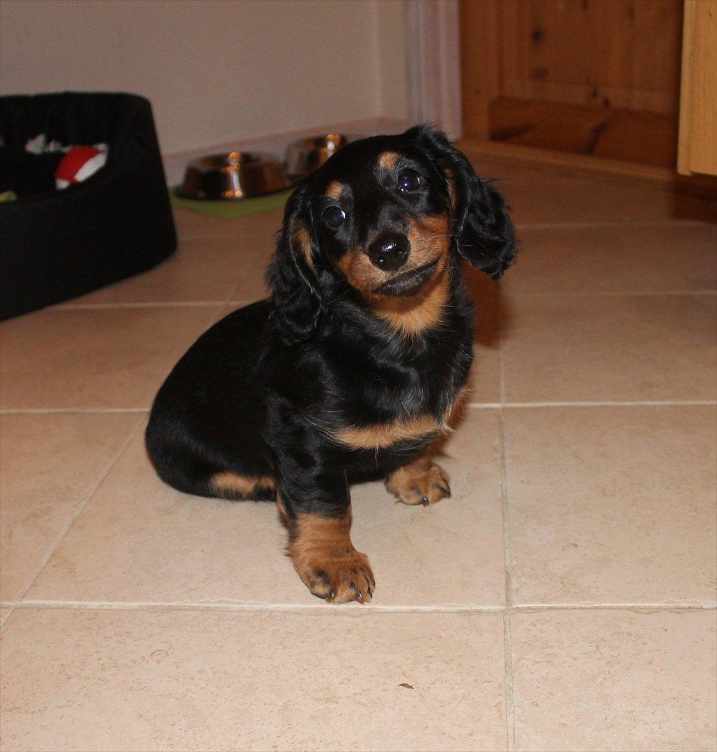 Dværggravhund Molly billede 6