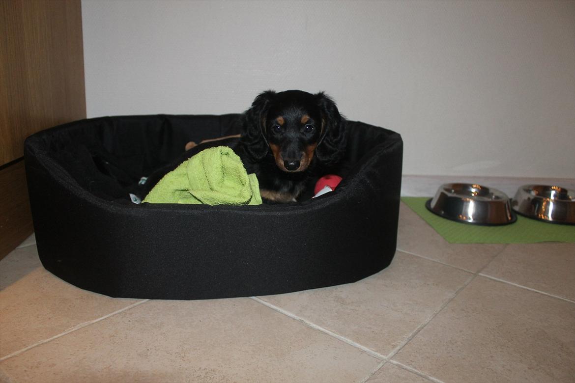 Dværggravhund Molly billede 8