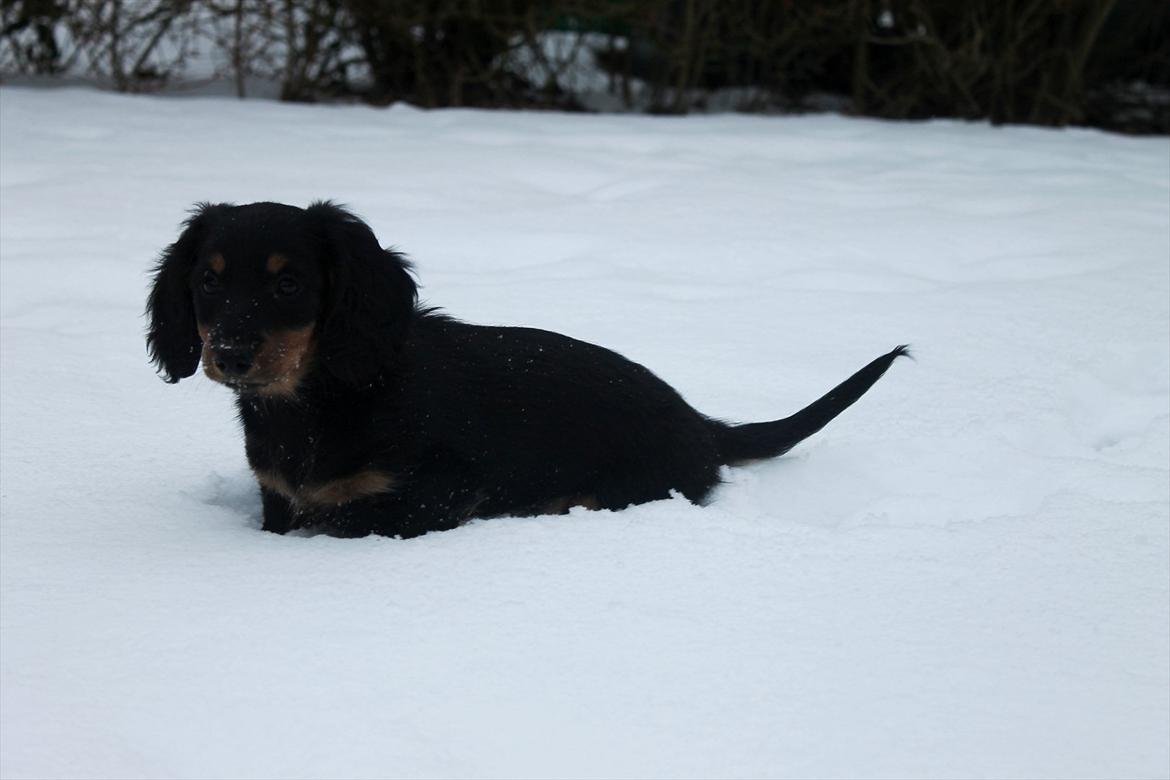 Dværggravhund Molly billede 11