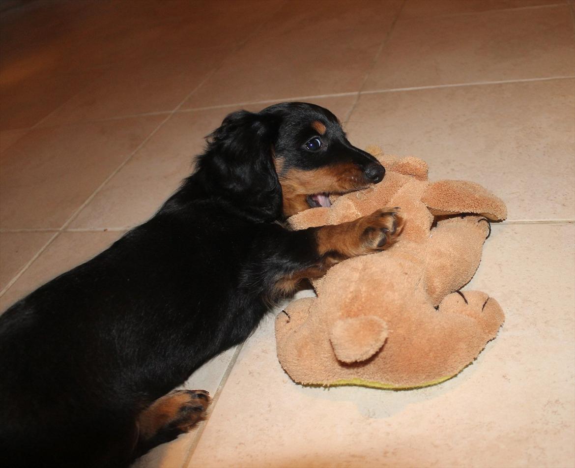 Dværggravhund Molly billede 15