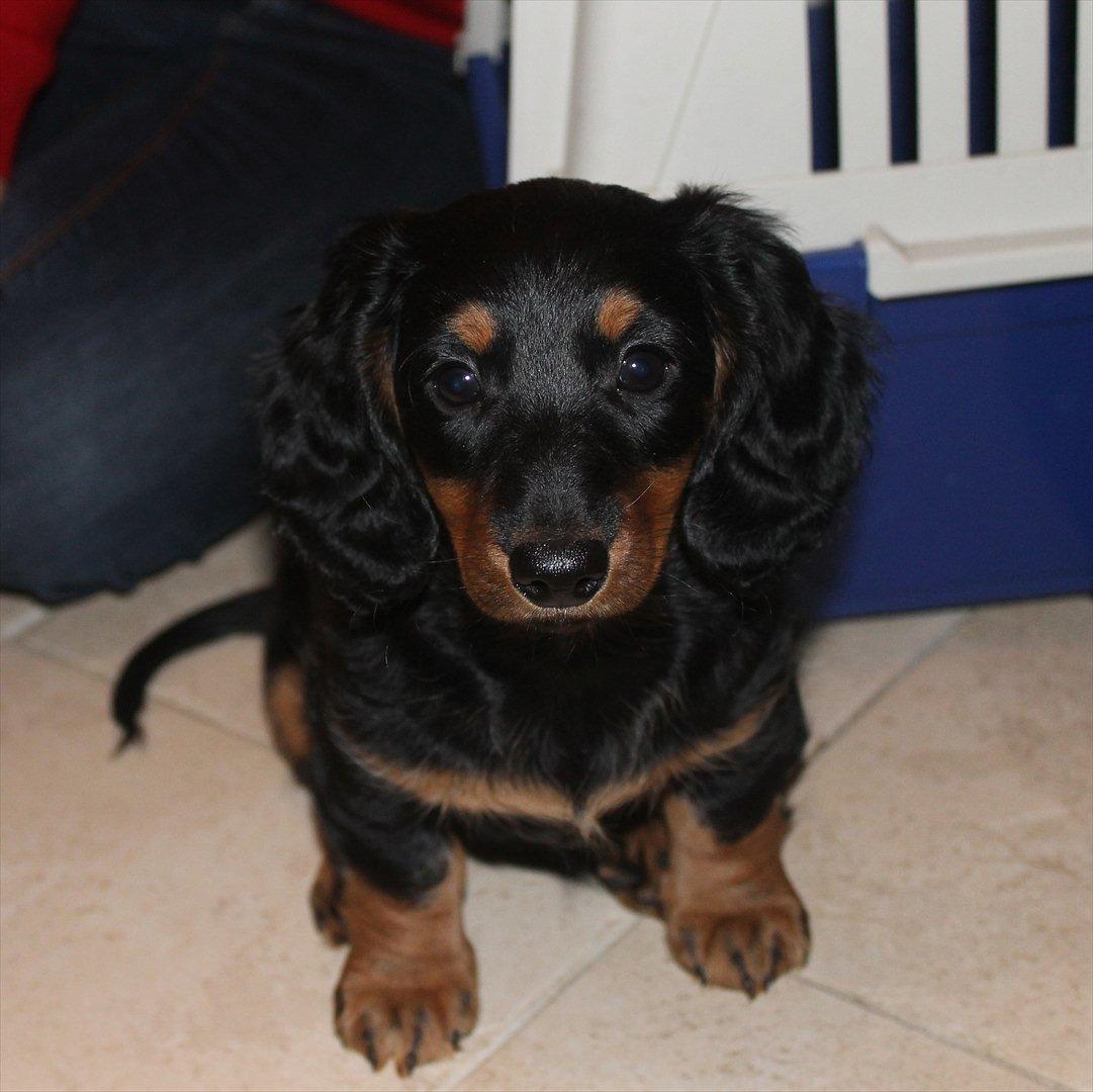 Dværggravhund Molly billede 17