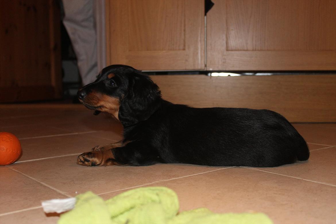 Dværggravhund Molly billede 18