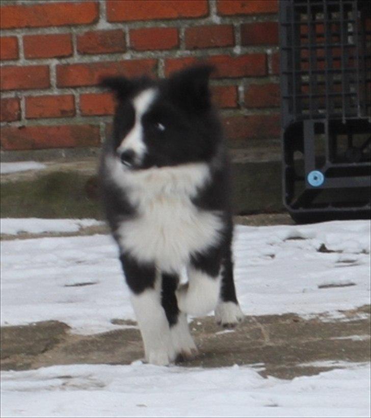 Border collie Toffie - 11.02.2012  billede 6