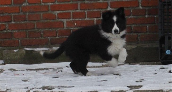 Border collie Toffie - 11.02.2012 billede 7