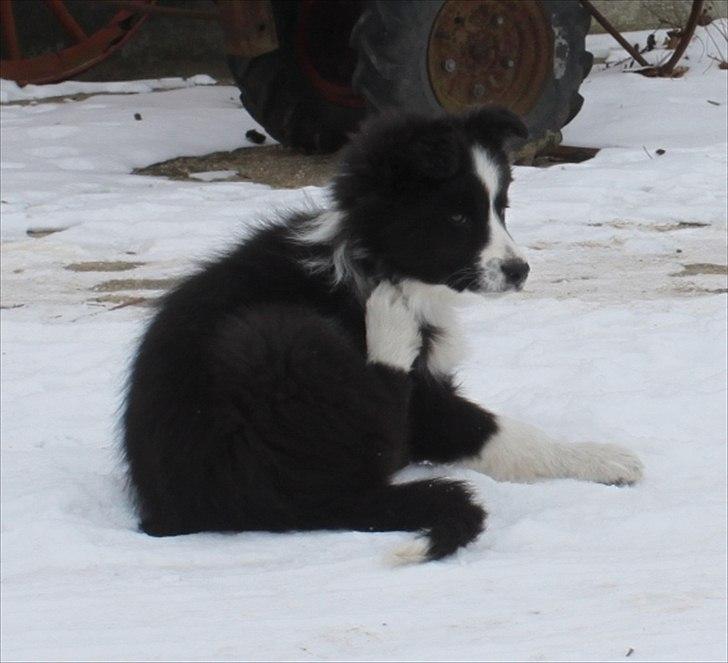 Border collie Toffie - 11.02.2012 billede 8